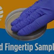 Gloved Fingertip Sampling Using Agar Plates