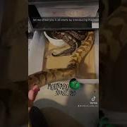 Snake Breeding How It Works Shorts Ballpythons Bredlipython Reptiles Snakebreeder
