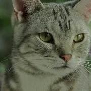 Video Test 2K Samsung