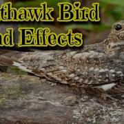 Nighthawk Sound Effects