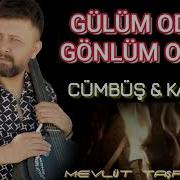 Gülüm Odur Gönlüm Onda Mevlüt Taşpınar Cümbüş