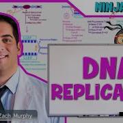 Cell Biology DNA Replication