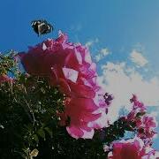 Ball Park Music Cherub Official Video
