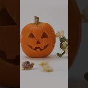 Tiny Chef Carves A Pumpkin Shorts