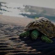 Crysis Photorealistic Turtle