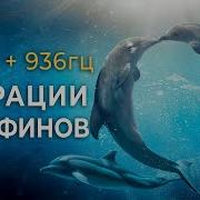 528гц 936гц Исцеляющее Пение Дельфинов для Восстановления Энергии Снятия Стресса и Глубокого Сна