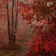 Feverkin October