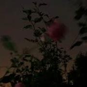 Friends Chase Atlantic Triple Layered
