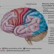A P I Chapter 12 Part 1 Cerebrum