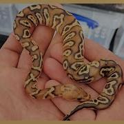 Ball Python Egg Cutting 1 I Was Blown Away By This Clutch