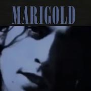 NIRVANA Marigold Legendado