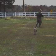 Police And Military K9 Training Basic Bite Work With Bite Suit