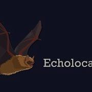 Bat Echolocation
