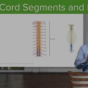 Spinal Cord Segments Spinal Nerves Brain Nervous System Lecturio