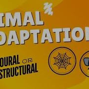 Animal Adaptations Structural Or Behavioural Movement Break For Kids