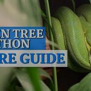 Green Tree Python In Depth Care Guide