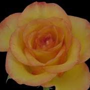 Rose Blooming Time Lapse