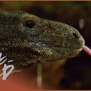 Tracking The Tree Crocodile In Indonesia S Forests The Biggest Lizard In The World Real Wild