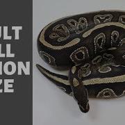 How Big Is An Adult Ball Python Benjamin S Exotics