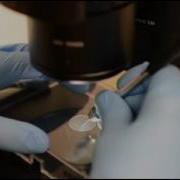 Molecular Changes During Apoptosis Programmed Cell Death