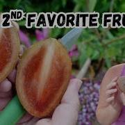 Harvesting Tasting Ripe SAPODILLA Molix Silas Wood