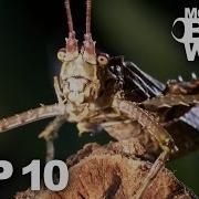 TOP 10 BUG FIGHTS MONSTER BUG WARS