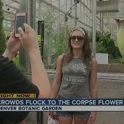Crowds Flock To The Corpse Flower