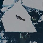 Incredible Orca Hunt Frozen Planet II BBC Earth