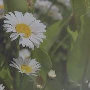 EspiDev Alycia S Daisy LMRC2022