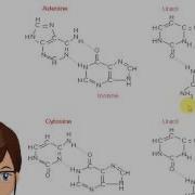 Wobble Base Pairing