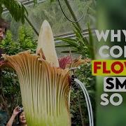 Why Do Corpse Flowers Smell So Bad