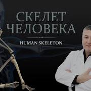 Скелет человека Human Skeleton Анатомия костной системы Anatomy Of The Bone System