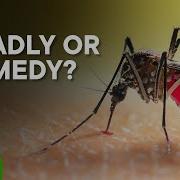 How Did We Eradicate Yellow Fever In Cuba In Six Months