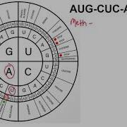 How To Use A Codon Wheel By Super Mario