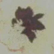 Another Flcl Amv