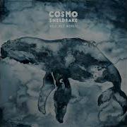 Cosmo Sheldrake Plankton