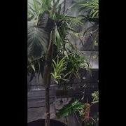 Amorphophallus Konjac Bloom Timelapse