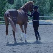 Dressage Groundwork