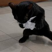 Cats Acting Suspicious