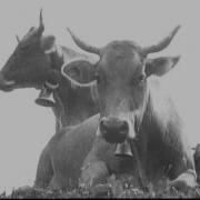 Alpsegen Im Glarnerland Schweiz 1930
