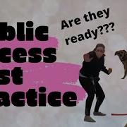 Service Dog In Training S First Mock Public Access Test