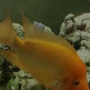 Red Devil Spawn 2