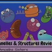 Cell Organelles And Structures Review