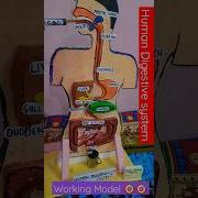 WORKING MODEL OF HUMAN DIGESTIVE SYSTEM Shortsfeed Viral Shorts Ytshorts Neet Digestivesystem