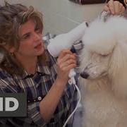 Look Who S Talking Now 1993 Pet Problems Scene 5 10 Movieclips