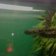 Coastal Carpet Python Striking