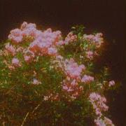 Pink Clouds