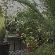 Corpse Flower To Be In Bloom At Smith College