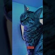 Пользовательский курсор мыши такой чистый шорты