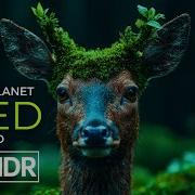 Animal Planet OLED Demo HDR 8K Ultra HD Dolby Vision 60fps